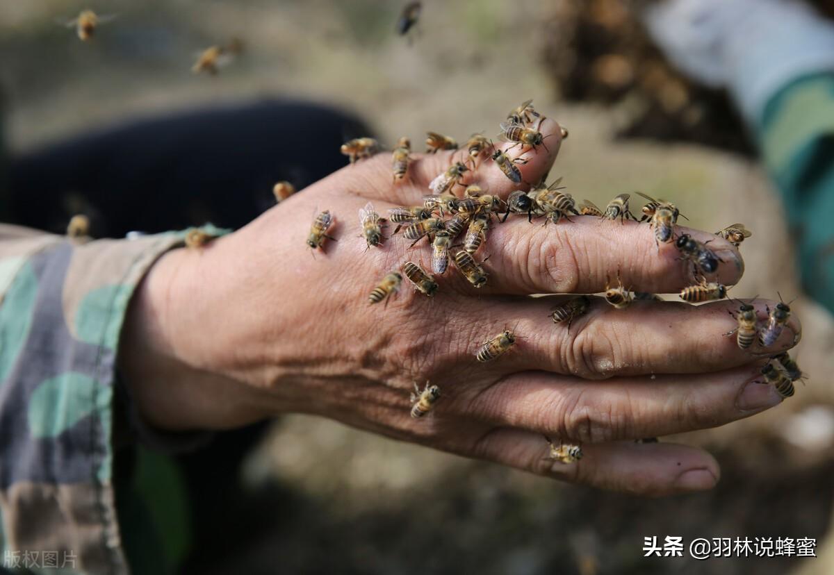 哇！被蜜蜂或黄蜂蜇伤后该怎么办？4大处理方法，轻松解决蜇伤