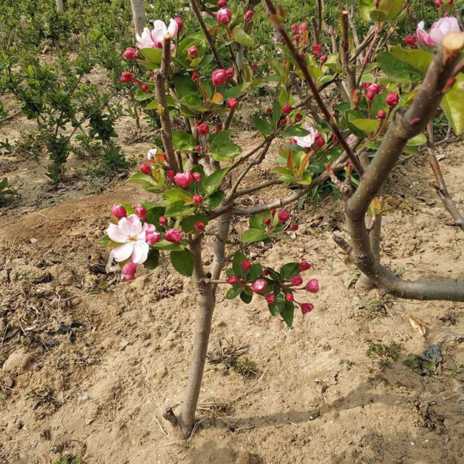 绚丽海棠怎么种?绚丽海棠树苗种植技术