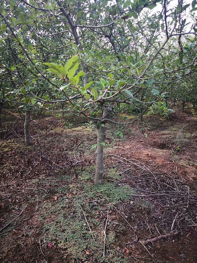 绚丽海棠怎么种?绚丽海棠树苗种植技术