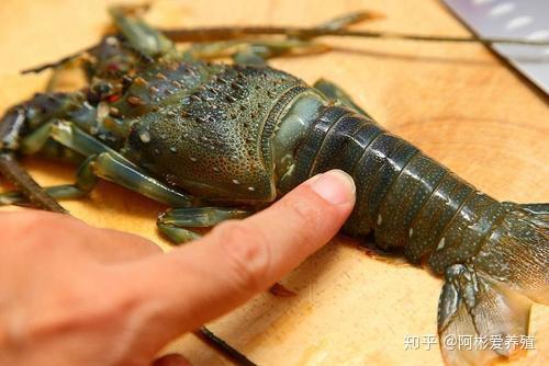 龙虾水泥养殖池技术要点_水泥池龙虾养殖技术_小龙虾水泥池养殖