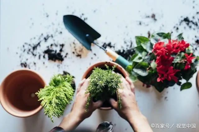 种植波菜技术_波莱怎么育苗_波莱种植技术