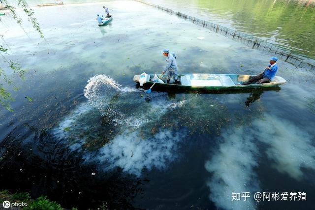 澳洲淡水龙虾水泥池养殖_水泥池龙虾养殖技术_龙虾水泥池的建造图片