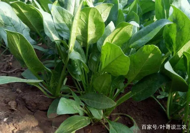 波莱种植技术_种植波菜技术_波莱种子什么样