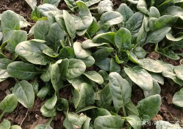 波莱种植技术_波莱种子什么样_种植波菜技术