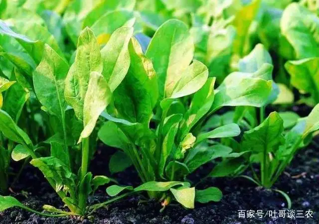 波莱种植技术_种植波菜技术_波莱种子什么样