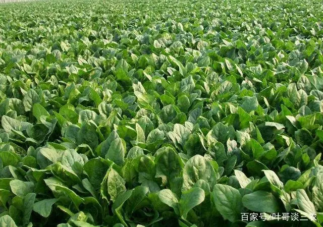 波莱种植技术_种植波菜技术_波莱种子什么样