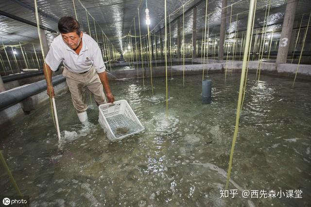 南美白对虾室内淡水养殖设备_南美白对虾室内养殖技术_养南美白对虾技术大全