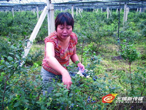 致富经cctv7视频全集种植_种植致富节目_农业节目致富经种植视频