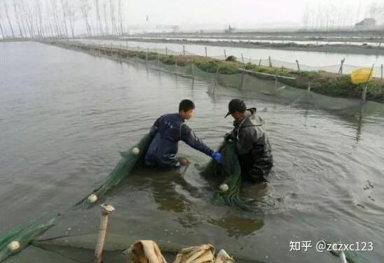 台湾泥鳅养殖前景与利润_养殖台湾泥鳅不愁销路_台湾大泥鳅养殖致富经