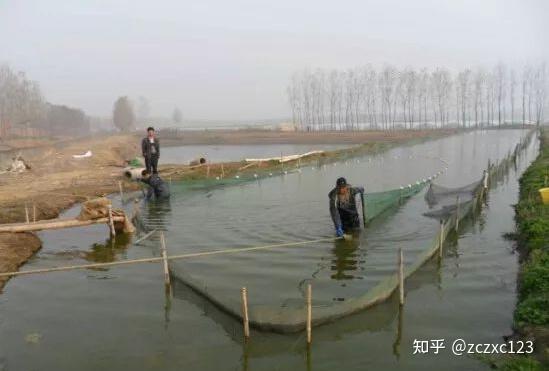 养殖台湾泥鳅不愁销路_台湾泥鳅养殖前景与利润_台湾大泥鳅养殖致富经