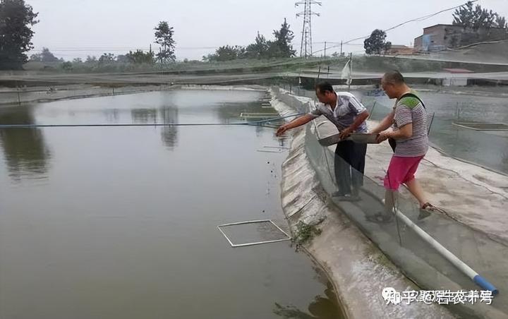 台湾泥鳅养殖成本和利润_台湾大泥鳅养殖致富经_养殖台湾泥鳅不愁销路