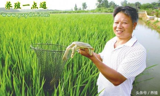 生态甲鱼养殖视频_甲鱼生态养殖技术_养殖生态甲鱼技术要求