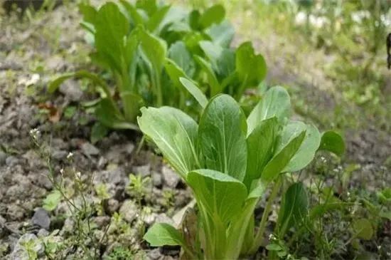 种植波菜技术_波莱种植技术_波莱怎么育苗