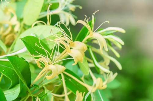 玫瑰种植前景亩收入_种植玫瑰花赚钱吗_致富经玫瑰花种植视频