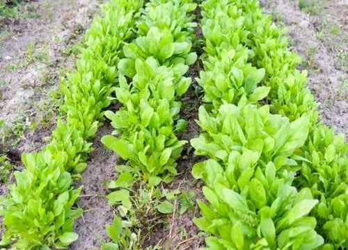 波莱怎么育苗_种植波菜技术_波莱种植技术