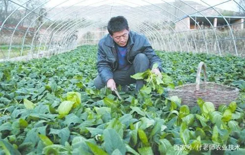 波莱种子什么样_波莱怎么育苗_波莱种植技术