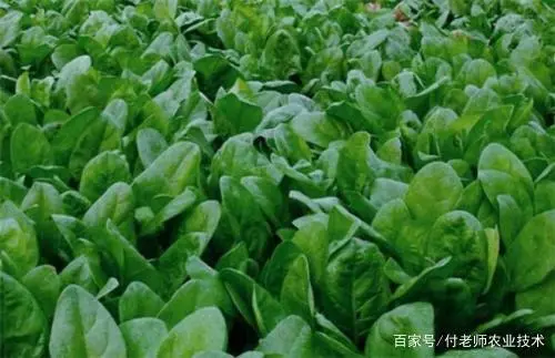 波莱怎么育苗_波莱种植技术_波莱种子什么样