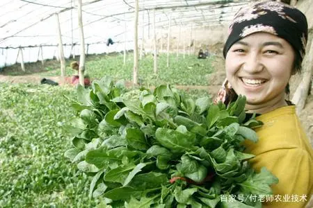 波莱种植技术_波莱怎么育苗_波莱种子什么样