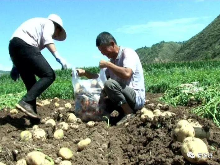 窑店镇四十铺村：党建引领，助力群众念好产业“致富经”