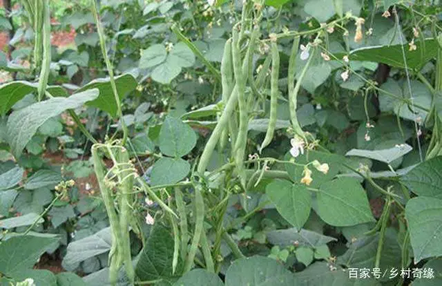 种植青梅管理技术要点_青梅种植技术与管理_种植青梅管理技术视频