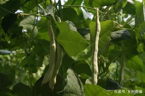 种植青梅管理技术视频_种植青梅管理技术要点_青梅种植技术与管理