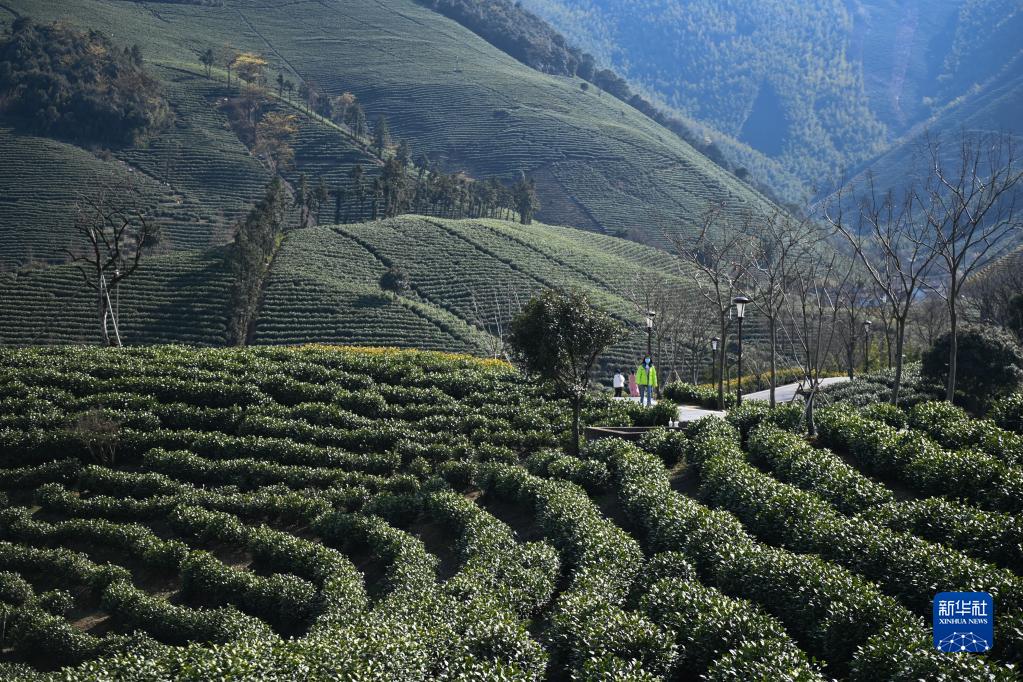 农村种植茶叶赚钱吗_致富茶叶种植农民视频_农民种植茶叶致富