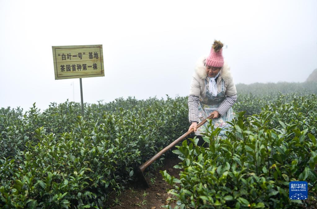 农村种植茶叶赚钱吗_农民种植茶叶致富_致富茶叶种植农民视频