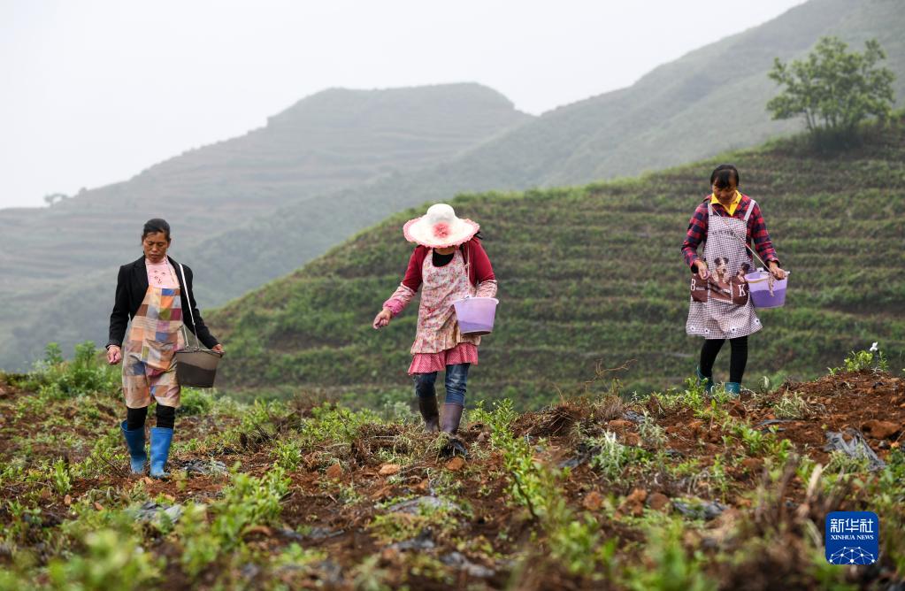 致富茶叶种植农民视频_农村种植茶叶赚钱吗_农民种植茶叶致富