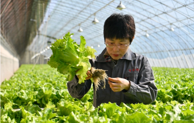 华北致富种植项目怎么样_华北致富种植项目招聘_华北种植致富项目