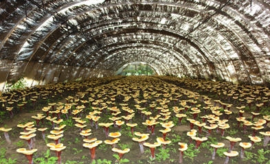 种植野菜项目