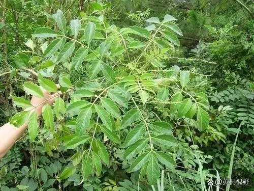 华北致富种植项目有哪些_华北致富种植项目怎么样_华北种植致富项目