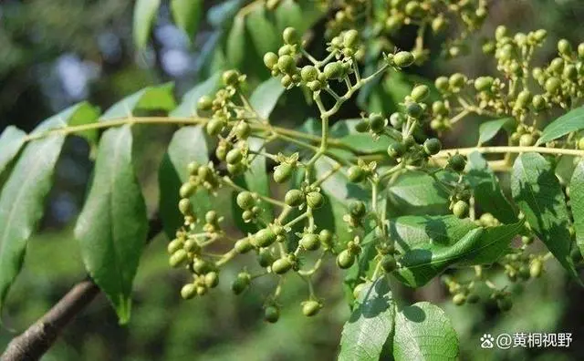 华北致富种植项目怎么样_华北致富种植项目有哪些_华北种植致富项目