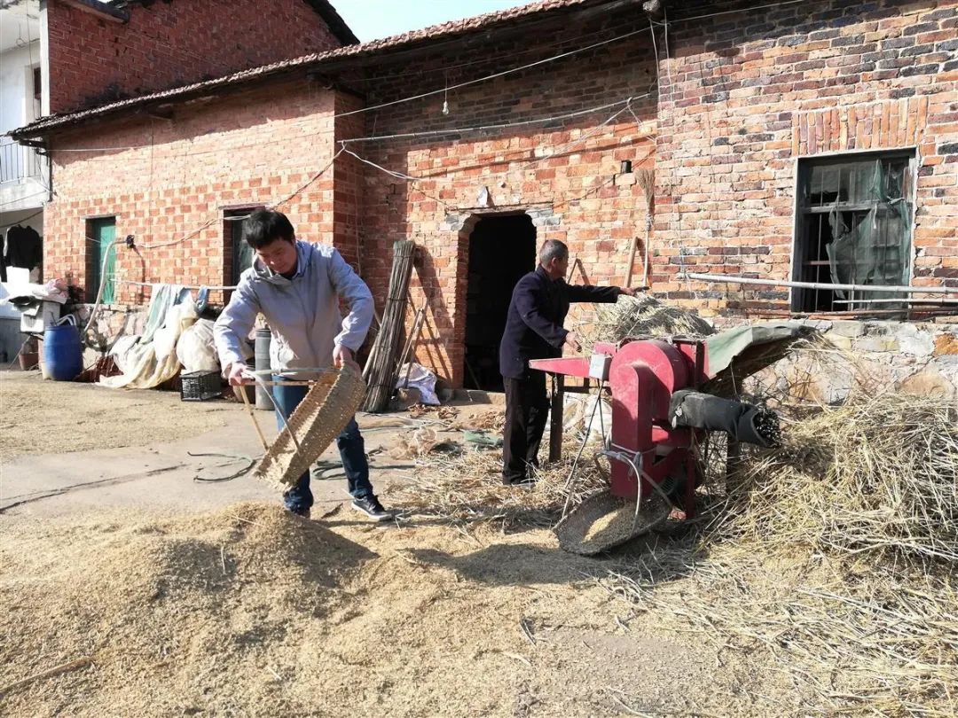 武汉黄牛养殖基地_武汉黄牛养殖致富_黄陂黄牛养殖