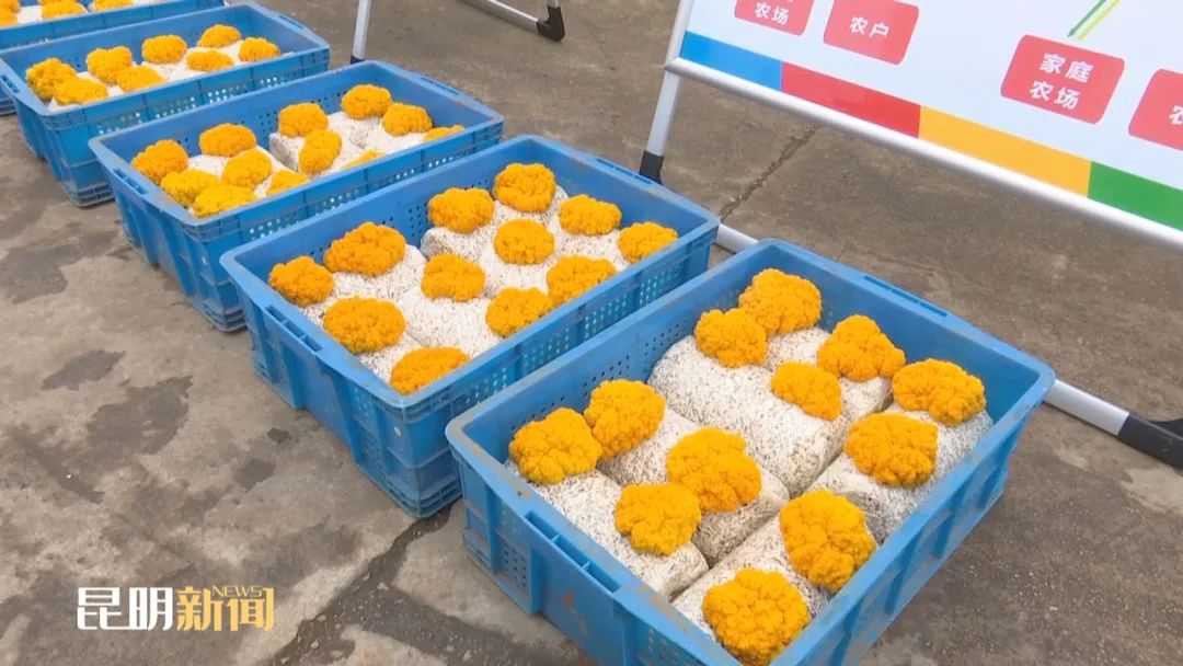 致富种植食用菌模式是什么意思_致富种植食用菌模式是什么_食用菌种植致富模式是