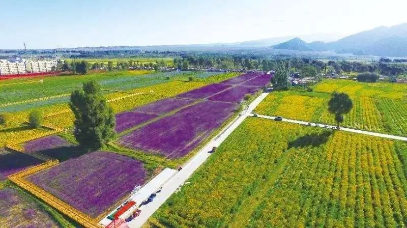 湖北正规黄牛养殖基地_武汉黄牛养殖致富_湖北黄牛养殖