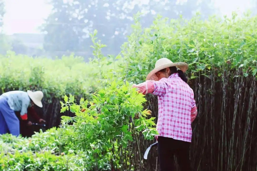 湖北正规黄牛养殖基地_武汉黄牛养殖致富_湖北黄牛养殖