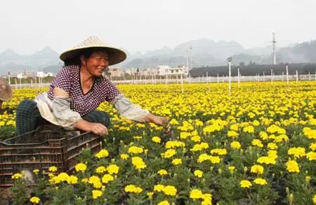 湖北黄牛养殖_湖北正规黄牛养殖基地_武汉黄牛养殖致富