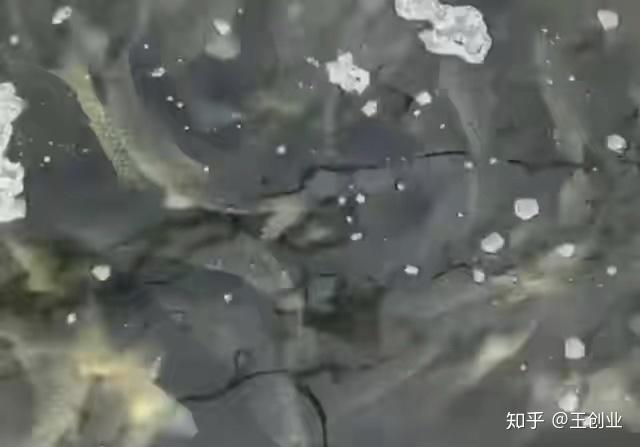 养殖冰水鱼致富_致富养殖冰水鱼视频_致富养殖冰水鱼图片