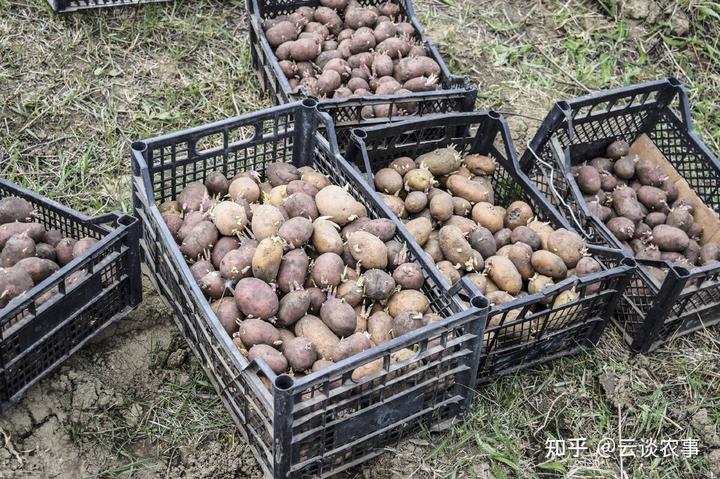 豪猪的养殖技术_豪猪养殖技术资料_养殖资料豪猪技术要点