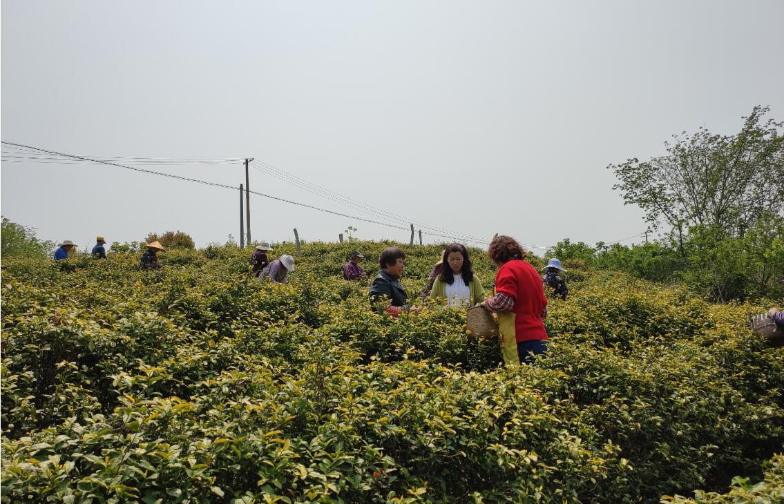 ​头雁风采|汪月霞：将热情“播撒”在家乡的茶园里