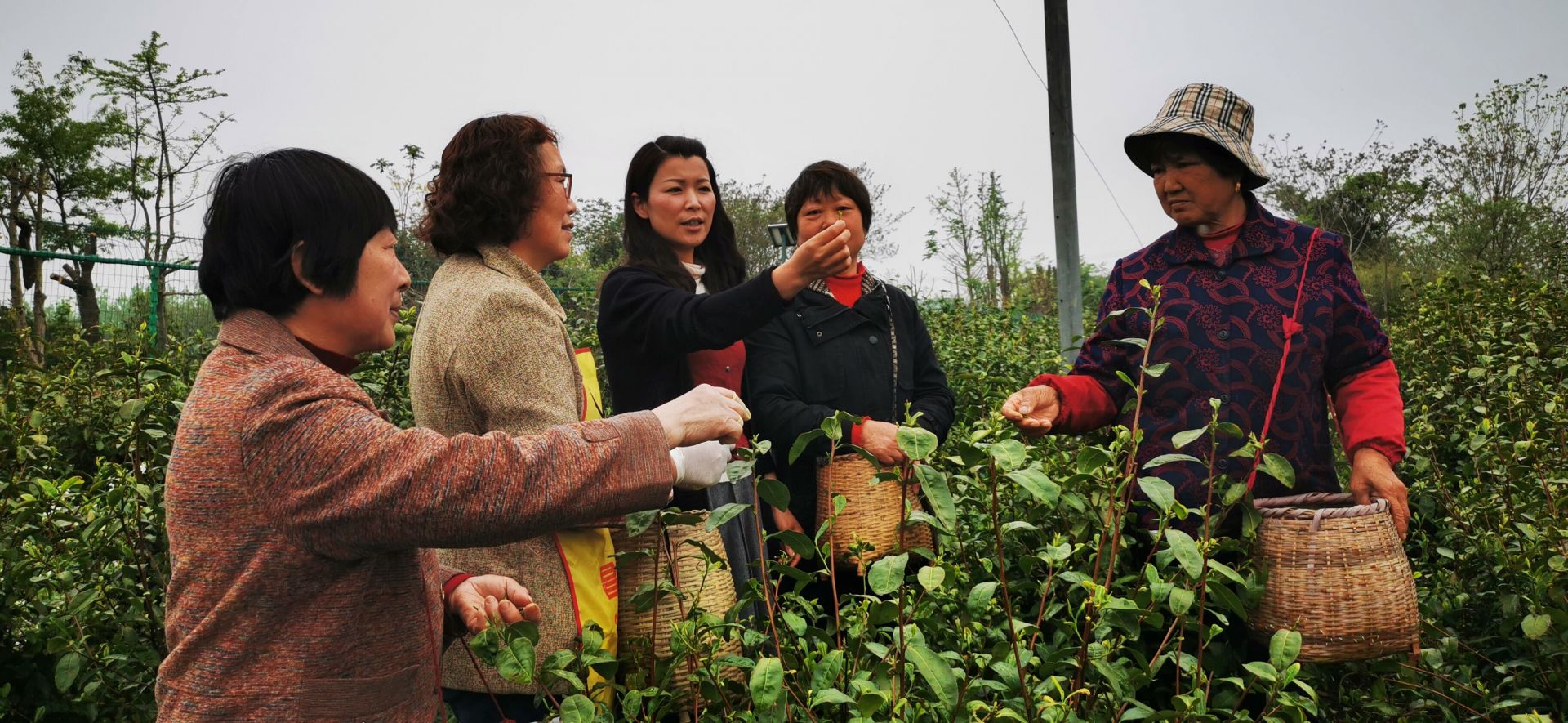 致富茶叶种植农民视频_农民种植茶叶致富_农村种植茶叶赚钱吗