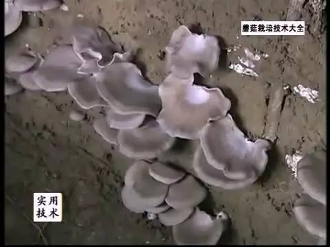 菌类种植方法视频_菌种种植技术视频_菌类种植技术视频