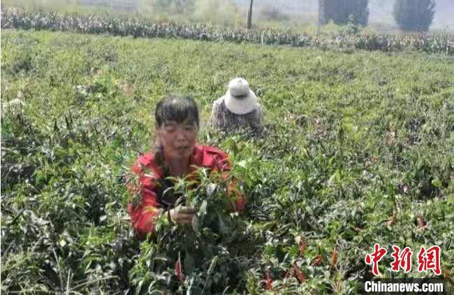 芝麻鱼价格_生鱼黑芝麻养殖技术视频_致富经养殖芝麻鱼