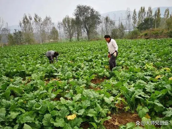 农村致富种植新作物：低成本，高产率，农民翻身把歌唱！