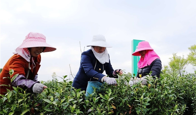 茶叶致富经_农民种植茶叶致富_茶叶致富带头人