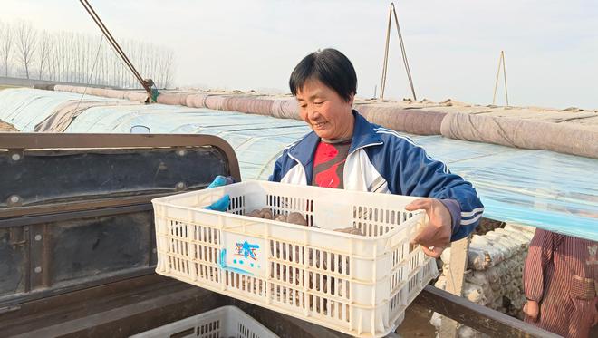 致富种植食用菌模式是什么_种植食用菌赚钱吗_食用菌种植致富模式是