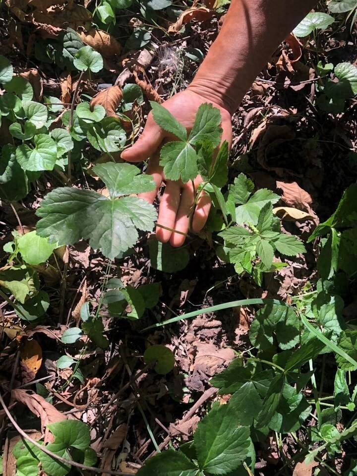 致富人参种植视频_种植人参的价格_种植人参致富