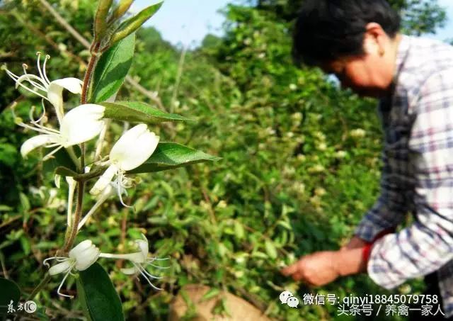 致富经养土鸡视频_致富经土鸡养殖_致富经散养士鸡篇