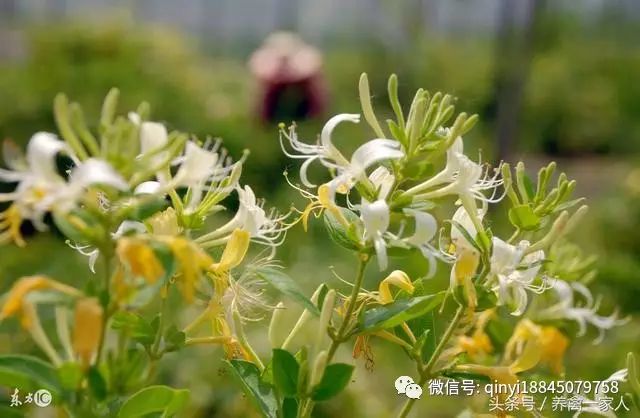 致富经土鸡养殖_致富经养土鸡视频_致富经散养士鸡篇