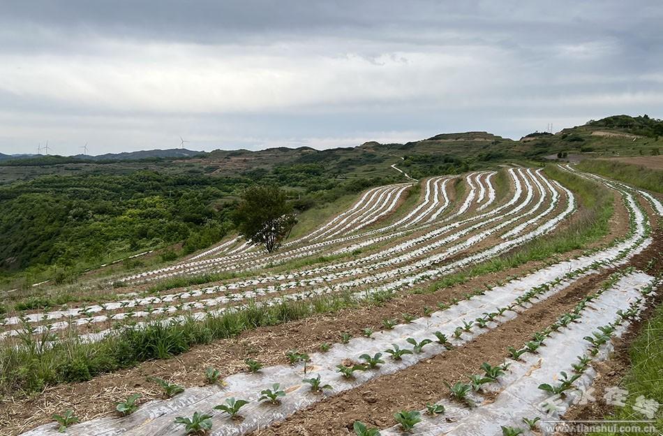 华岐镇：高原夏菜结出“致富花”